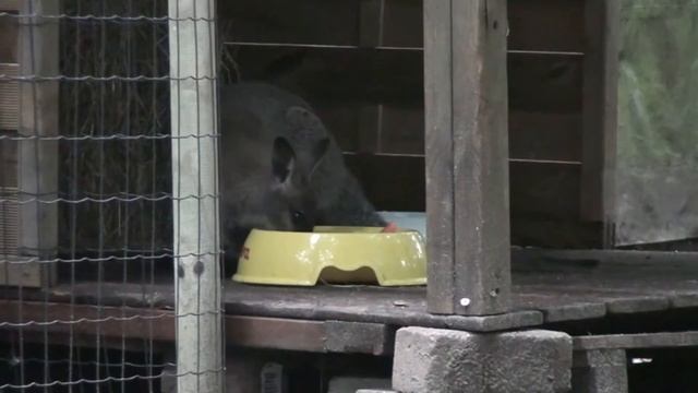 Der Bennett-Wallaby смотреть онлайн