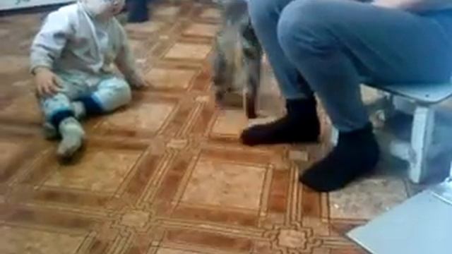 оседлал кота смотреть онлайн