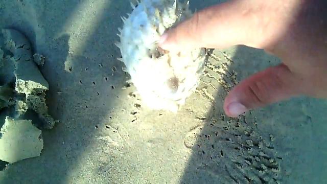 Тайланд Пхукет Патонг Андоманское море Рыба смотреть онлайн