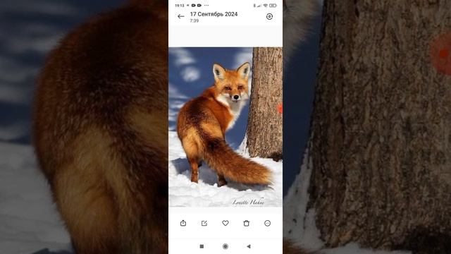 как живёт лиса пишите в комментах прокакое животное мне рассказать в следующем видео