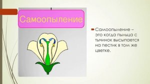 Опыление цветков биология 7 кл