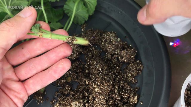 Сам Не Поверил Своим Глазам, Когда Увидел Результат! Реально Рабочий Способ! Черенок Весь В Корнях! смотреть онлайн