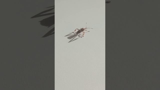 Клоп хищнец прилетел в гости. смотреть онлайн