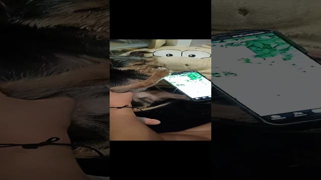 Собака-стилус