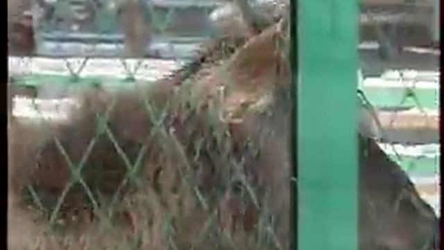 В челябинском зоопарке сменился директор смотреть онлайн