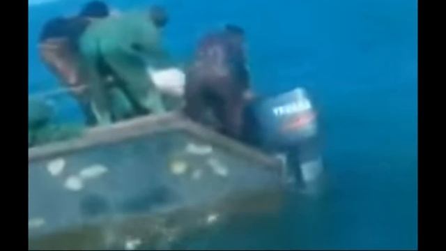 Браконьеры на каспие поймали Белугу 300 кг весом. смотреть онлайн