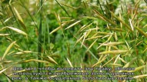 Трава костер: описание, свойства и применение