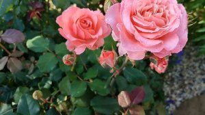 Роза Лоран Каброль в Подмосковье