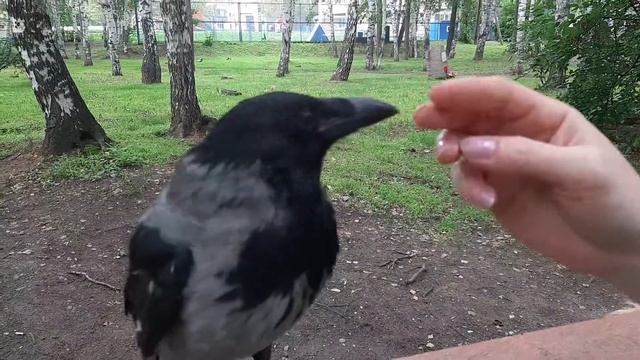 Домашняя ворона на прогулке. Вороненок. смотреть онлайн