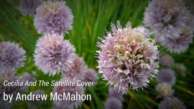 Andrew McMahon in the Wilderness - Cecilia And The Satellite Cover смотреть онлайн