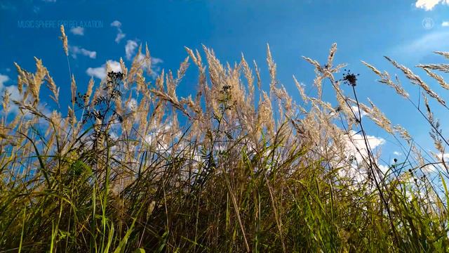 Relaxing Nature | Sound of Wind Blowing Through Grass, Crickets, Birds смотреть онлайн