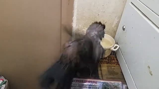 Карлуша купается чего и вам желают только в трезвом виде 14 06 21 смотреть онлайн