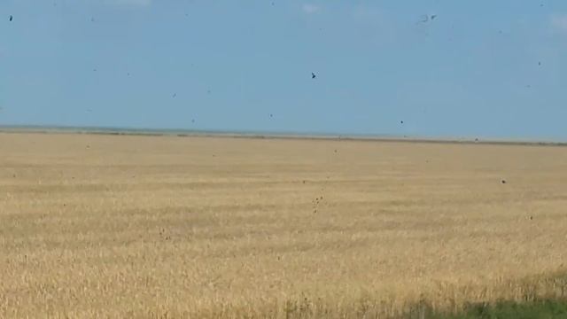 Свежий урожай 2020 года зерно в Казахстане смотреть онлайн