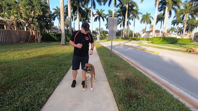 Out of Control BOXER Fully Trained! смотреть онлайн