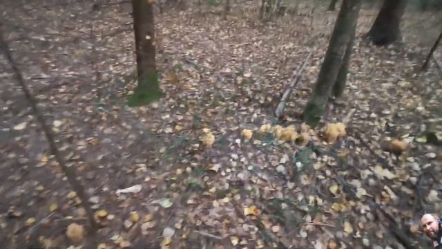 Грибалка Московская область 20 сентября 2023г.. Искали чёрные грузди, набрали всего разного. смотреть онлайн