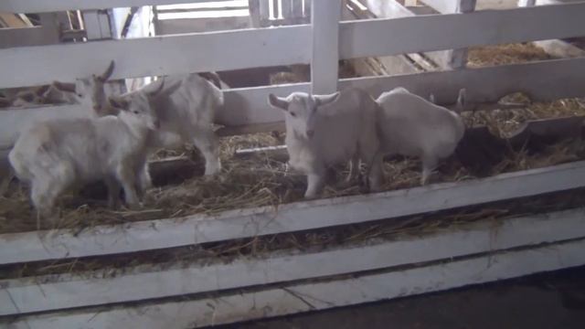 козлята смотреть онлайн