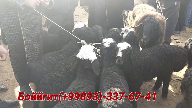 Иштихон метан мол бозори 14.03.2023йил смотреть онлайн