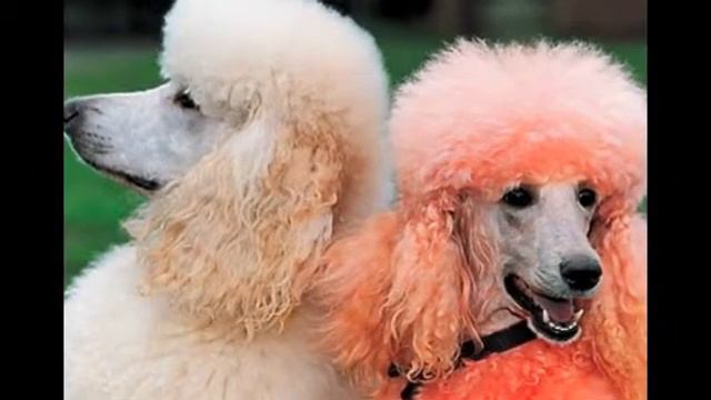 Топ 5 Самых умных собак в мире смотреть онлайн