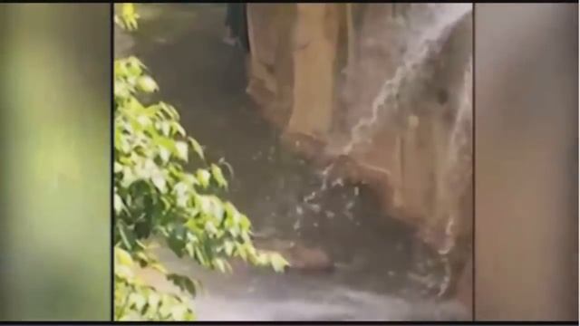 Горилла напала на 4-летнего ребенка в зоопарке смотреть онлайн