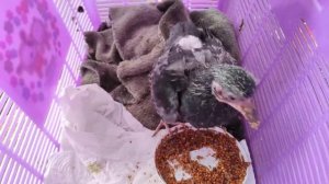 Как вырастить голубя? Часть 1