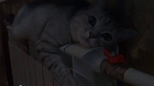 Сухой нос у кошки: основные причины и что это значит смотреть онлайн