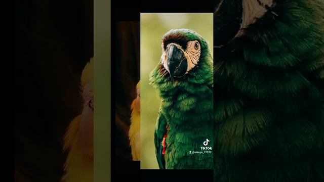 какой окрас животного ты любишь по-своему знаку зодиака 1 часть смотреть онлайн
