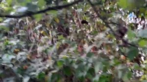 Груша Яблунивська. Сорт познего созревания с крупными плодами.