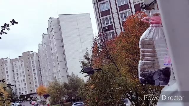 Жизнь синиц. Рабочие будни синиц. смотреть онлайн