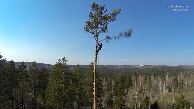 Очень быстрый снос 80 см сосны смотреть онлайн