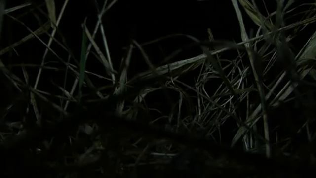 Ловля налима.Налим ночью.Наша рыбалка! смотреть онлайн