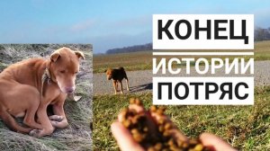 Последнее видео истощенного пса. СМОТРЕТЬ ДО КОНЦА