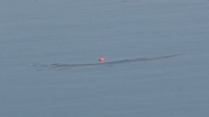 РЫБАЛКА УЛЁТ! Ловля карася на Попла-Поппер Chpok-Fish!