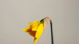 Вивальди / Лучшие песни / Музыка возрождения