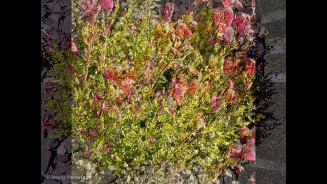 ДАБЕЦИЯ (DABOECIA) cем. Вересковые (Ericaceae) смотреть онлайн