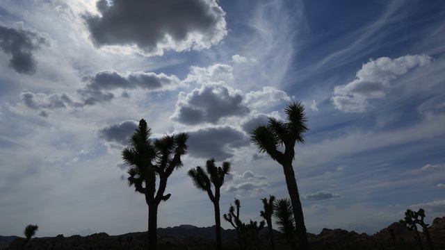 Joshua Tree ロサンゼルスから車で約３時間で行ける国立公園。