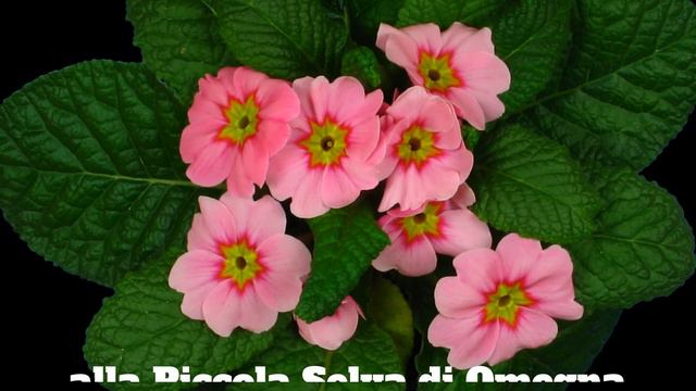 Colora l'inverno con le primule! смотреть онлайн