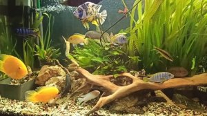 Аквариумные рыбки. Цихлиды и растения. Лайфхак! Аквариум. американские и африканские Цихлиды.