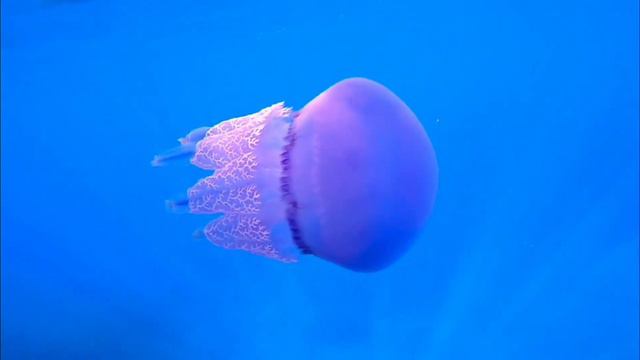 Aquarium HD Jellyfish Beautiful and Relaxing 🌊🌊 For Sleep. #relaxation #sleepmusic #chill #nature смотреть онлайн
