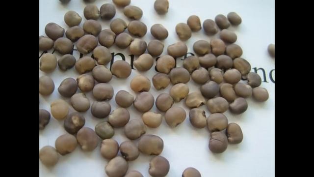 Guar Seed ( Guar Gum ) Cultivation In India and other Information смотреть онлайн