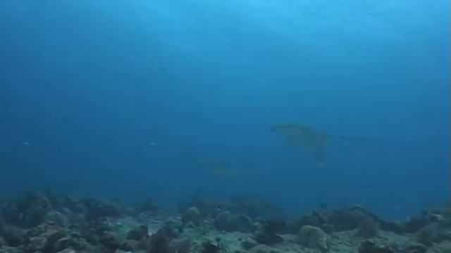 Дмитрий TV. Видео "Подводный мир Индийского океана". 5 Часть. смотреть онлайн