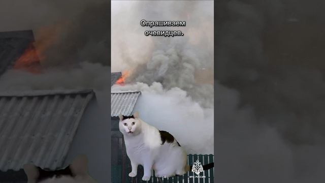 😻 Почему котики не тушат пожары? У них же лапки! смотреть онлайн