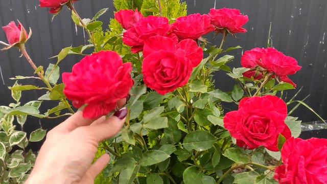 Формировка розы в виде штамба без прививки, мой эксперимент!🌹🌹🌹 смотреть онлайн