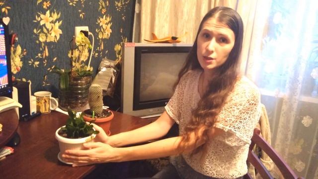 Обзор кактусов: маммилярии и рипсалидопсиса. Как добиться цветения. смотреть онлайн