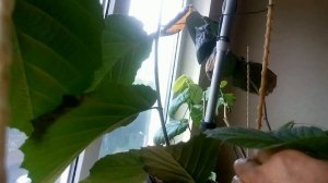 Фундук почему нет урожая ???