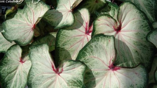 WHITE CALADIUM VARIETIES | WHITE CHRISTMAS CALADIUM | INDOOR OUTDOOR| PLANTS #CALADIUMPLANTS