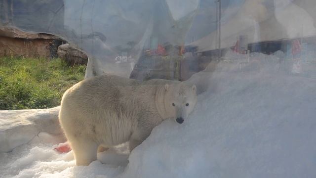 Что творит этот белый медведь? Маринленд, Франция 2 смотреть онлайн