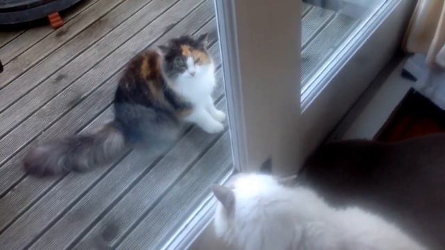Cute Ragdoll cat face to face with a angry longhair cat смотреть онлайн