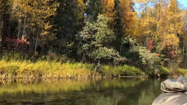Река Ухта, осень 2018. Светлая вода смотреть онлайн