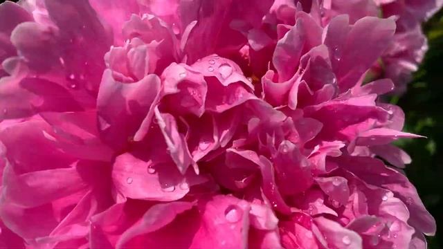 MAMMOTH ROSE (Franklin, 1940) смотреть онлайн