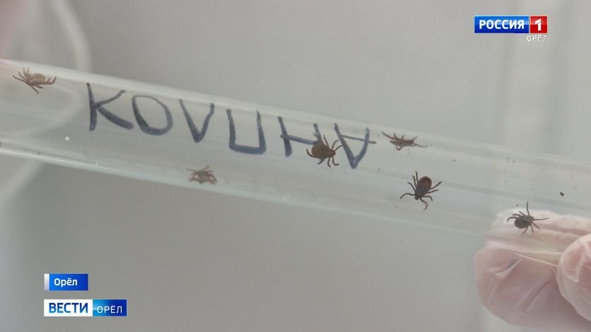 Клещи продолжают атаковать орловцев смотреть онлайн